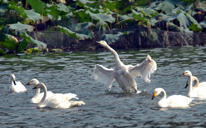 Swans are seen in the West Lake in Hangzhou, East China's Zhejiang Province, September 23, 2008. Twenty white swans were moved from the Hangzhou Zoo to the scenic West Lake, a popular tourist spot, ahead of the National Day holiday. [CFP]