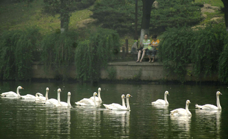 People watch swans swim in the West Lake in Hangzhou, East China&apos;s Zhejiang Province, September 23, 2008. Twenty white swans were moved from the Hangzhou Zoo to the scenic West Lake, a popular tourist spot, ahead of the National Day holiday. [CFP] 