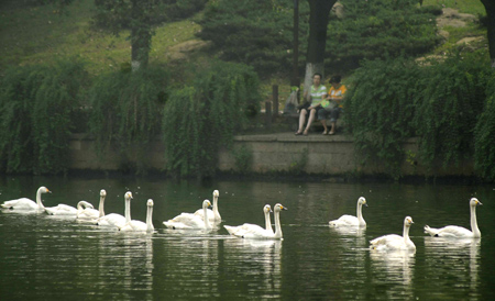 People watch swans swim in the West Lake in Hangzhou, East China's Zhejiang Province, September 23, 2008. Twenty white swans were moved from the Hangzhou Zoo to the scenic West Lake, a popular tourist spot, ahead of the National Day holiday. [CFP]