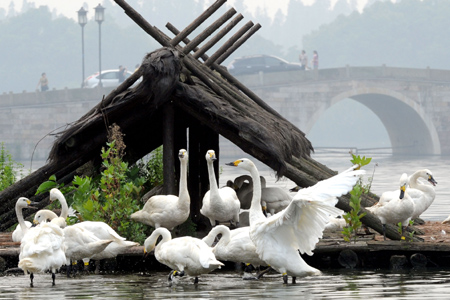 Swans are seen at their habitat in the West Lake in Hangzhou, East China's Zhejiang Province, September 23, 2008. Twenty white swans were moved from the Hangzhou Zoo to the scenic West Lake, a popular tourist spot, ahead of the National Day holiday. [CFP]