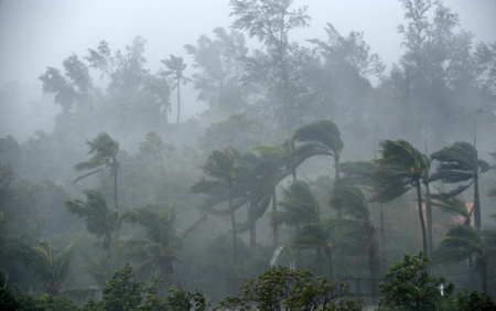 Coconut trees sway in the fierce rainstorm brought by Typhoon Hagupit in Zhanjiang, South China's Guangdong Province, September 24, 2008.