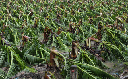 Banana plants are destroyed in the fierce rainstorm brought by Typhoon Hagupit in Zhanjiang, South China's Guangdong Province, September 24, 2008.