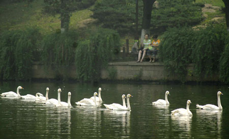 People watch swans swim in the West Lake in Hangzhou, East China's Zhejiang Province, September 23, 2008. 