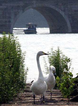 Swans are seen at their habitat in the West Lake in Hangzhou, East China's Zhejiang Province, September 23, 2008.