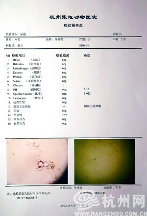 Checkup results for the orangutan. [hangzhou.com.cn] 