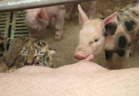 A nine-day-old tiger cub suckles on a pig at a farm in the village of Marianovka, some 400 km south-east of Kiev Sept. 24, 2008. The cubs were rejected by its mother. 