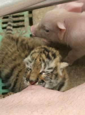 A nine-day-old tiger cub suckles on a pig at a farm in the village of Marianovka, some 400 km south-east of Kiev Sept. 24, 2008. The cubs were rejected by its mother. 