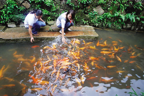 Two tourists feel the carp gathering in a stream in Puyuan village, in southeast China's Fujian Province, in this photo published on Thursday, September 25, 2008. [Photo: xmnn.cn]