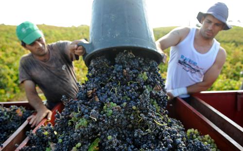 Two inmates pick grapes on a vineyard at Estabelicimento Prisional de Alcoentre, central Portugal, on September 25, 2008. Since 1944 and since its installation on a former vineyard 70 km northeast of Lisbon, the Alcoentre prison (481 prisoners) operates its 27 hectares of vineyards and makes its own wine which regularly wins prizes. [Xinhua]