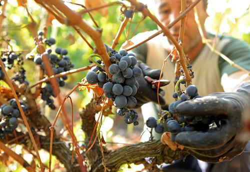 An inmate picks grapes on a vineyard at Estabelicimento Prisional de Alcoentre, central Portugal, on September 25, 2008. Since 1944 and since its installation on a former vineyard 70 km northeast of Lisbon, the Alcoentre prison (481 prisoners) operates its 27 hectares of vineyards and makes its own wine which regularly wins prizes. [Xinhua]