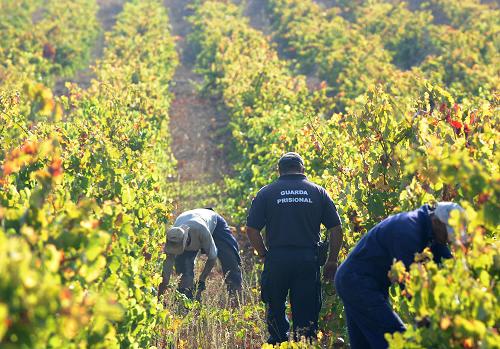 A guard (C) passes by two inmates picking grapes on a vineyard of Estabelicimento Prisional de Alcoentre, central Portugal, on September 25, 2008. Since 1944 and since its installation on a former vineyard 70 km northeast of Lisbon, the Alcoentre prison (481 prisoners) operates its 27 hectares of vineyards and makes its own wine which regularly wins prizes. 