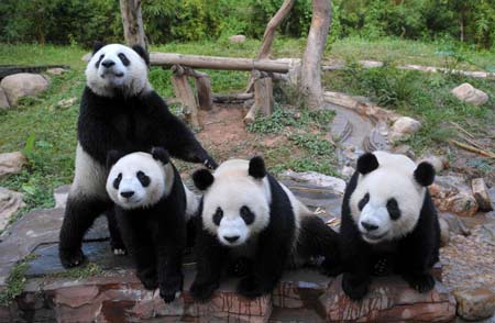 Giant pandas play at the Xiangjiang Wildlife World in Guangzhou, capital of south China's Guangdong Province, Sept. 30, 2008. Ten giant pandas in the zoo, including five adopted from Wolong nature reserve in the quake-hit Sichuan Province, become the tourists' favorite attraction in the city during the National Day Holidays. [Xinhua] 