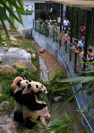 Tourists look at the giant pandas at the Xiangjiang Wildlife World in Guangzhou, capital of south China's Guangdong Province, Sept. 30, 2008. Ten giant pandas in the zoo, including five adopted from Wolong nature reserve in the quake-hit Sichuan Province, become the tourists' favorite attraction in the city during the National Day Holidays. [Xinhua] 