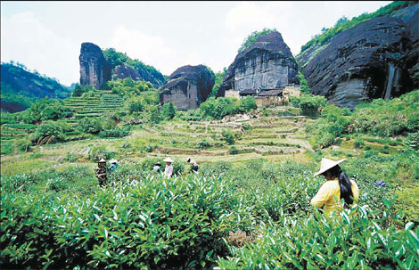 A tea plantation on the Wuyi Mountains. 