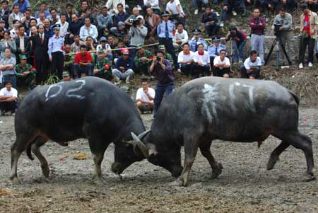 Two bulls fight furiously during the bull fighting of Yang'asha cultural festival held in Jianhe County, southwest China's Guizhou Province, Oct. 4, 2008. 