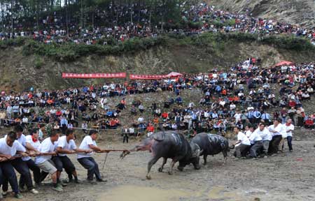 People draw away the two fighting bulls during the bull fighting of Yang'asha cultural festival held in Jianhe County, southwest China's Guizhou Province, Oct. 4, 2008. 