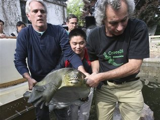 In this photo released by Wildlife Conservation Society, scientists transfer a female soft-shell turtles for mate at a zoo in Suzhou, China, May 6, 2008. Breathless scientists watched as they successfully mated. But the attempt to breed an endangered turtle's last known female with China's last known male has failed because the eggs didn't hatch, disappointed conservationists say. [China Daily via Agencies] 