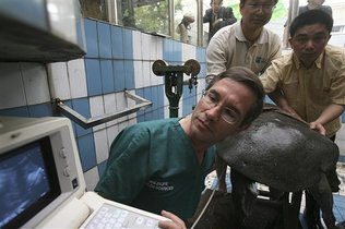 In this photo released by Wildlife Conservation Society, Dr. Paul Calle, WCS Director of Zoological Health, center, provides a ultrasound scan on the female turtle at a zoo in Suzhou, China, May 5, 2008. Breathless scientists watched as they successfully mated. But the attempt to breed an endangered turtle's last known female with China's last known male has failed because the eggs didn't hatch, disappointed conservationists say. [China Daily via Agencies] 