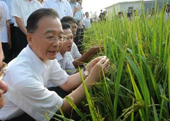 Chinese Premier Wen Jiabao examines the growth of paddy at Gaosha Village in the Qinnan District of Qinzhou City, southwest China's Guangxi Zhuang Autonomous Region, Oct. 5, 2008. Wen made an inspection tour in Guangxi on Oct. 4-5. [Xinhua] 