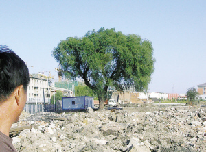 Construction of an 11-story residential building in Yingkou, Liaoning province, has been halted to make way for a 60-year-old willow tree.