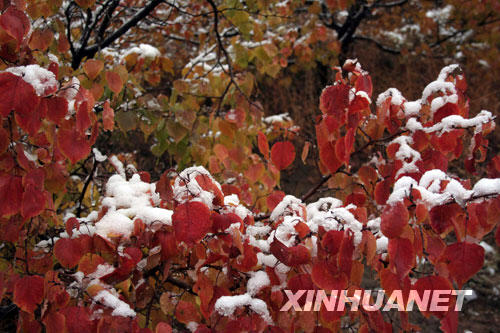 Trees were coated in snow after an early snow fall brought by a cold front arrived in Keshiketeng Banner (county) in north China&apos;s Inner Mongolia Autonomous Region on October 5, 2008. [Photo: Xinhuanet]