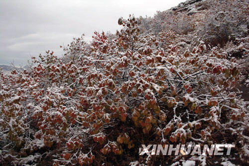 Trees were coated in snow after an early snow fall brought by a cold front arrived in Keshiketeng Banner (county) in north China&apos;s Inner Mongolia Autonomous Region on October 5, 2008. [Photo: Xinhuanet]