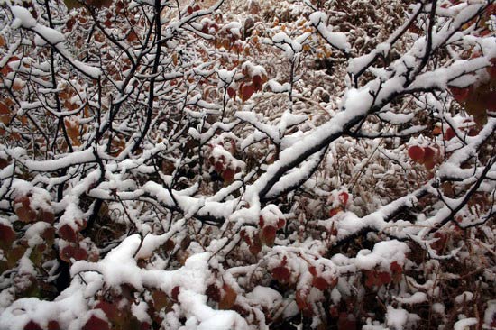 On October 5, 2008, cold air brought snow to Keshiketeng Country, Inner Mongolia. The trees were covered with a beautiful frosting of snow. [Sun Guoshu/Xinhua]