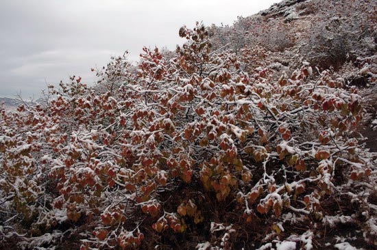 Unseasonably cold autumn air brought snow to Keshiketeng, Inner Mongolia. [Sun Guoshu/Xinhua]