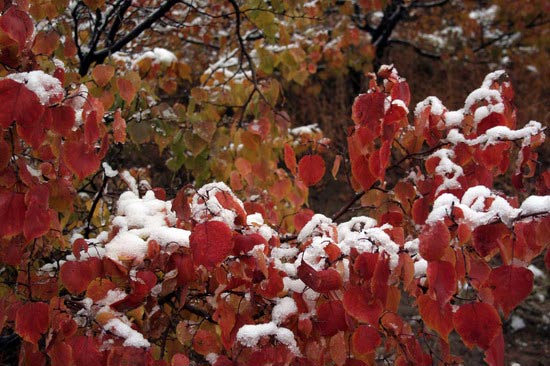 Unseasonably cold autumn air brought snow to Keshiketeng, Inner Mongolia. [Sun Guoshu/Xinhua]