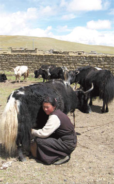 The daughter of herder Bugye milks a yak in Nagqu prefecture, Tibet autonomous region, on Sept 12. [Sun Xiaohua/China Daily] 
