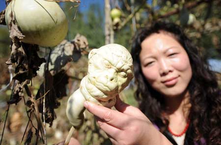 A worker displays a cultivated calabash in Lanzhou, capital of northwest China&apos;s Gansu Province, Sept. 28, 2008. The Lanzhou citizen Zha Taishan used biotechnology to cultivate various shapes of calabash, making the plant into the artworks. [Xinhua] 