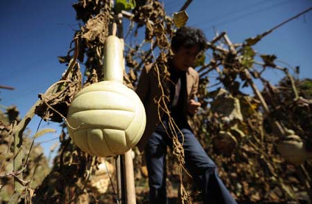 A volleyball-shaped calabash is seen in Lanzhou, capital of northwest China&apos;s Gansu Province, Sept. 28, 2008. The Lanzhou citizen Zha Taishan used biotechnology to cultivate various shapes of calabash, making the plant into the artworks. [Xinhua] 