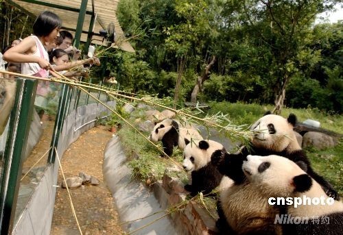 A special panda festival has kicked off in the Xiangjiang Safari Park in Guangzhou, capital of Guangdong Province.