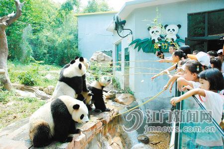 A special panda festival has kicked off in the Xiangjiang Safari Park in Guangzhou, capital of Guangdong Province.