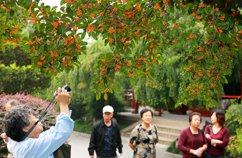 A visitor takes a photograph of osmanthus flowers in Shanghai’s Guilin Park. All osmanthus species in the city started to bloom on October 3, the latest date in the last 10 years. [Shanghai Daily] 