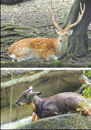 Taiwan offers deer, goat in exchange for giant pandas