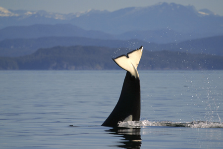 An orca playing in a bay in British Columbia, Canada, October 9, 2008. Wildlife photographer Rolf Hicker photographed a northern resident pod of three killer whales surfing off the coast of Northern Vancouver Island inBritish Columbia,Canada, October 9, 2008.[CFP]