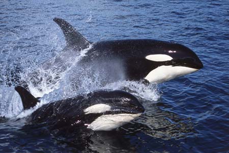 Two killer whales surf waves in synchronisation off the coast of Northern Vancouver Island in British Columbia, Canada, October 9, 2008. Wildlife photographer Rolf Hicker photographed a northern resident pod of three killer whales surfing in the sea area of Northern Vancouver Island in British Columbia, Canada, October 9, 2008. [CFP] 