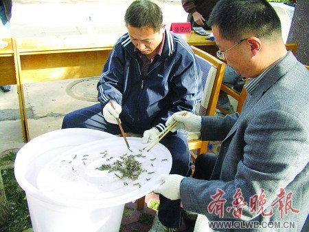 Employees from Lixia District's gardening bureau place American white moths collected by local residents into a white bucket on October 10, 2008 in Jinan, east China's Shandong Province. [Photo: qlwb.com.cn]