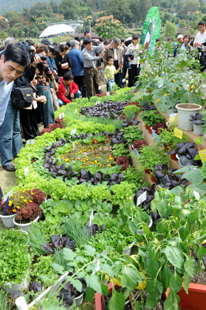 People view vegetable plants during the 4th agriculture carnival in Nanjing, capital of east China's Jiangsu Province, Oct. 11, 2008. [Xinhua]