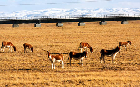 Tibetan wild asses (or kiang) browse beside the Qinghai-Tibet railway in Hol Xil, northwest China's Qinghai Province, October 11, 2008. [Xinhua] 