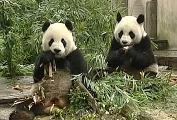 Final preparations are underway in Taiwan to welcome two pandas from the mainland as goodwill gifts. 
