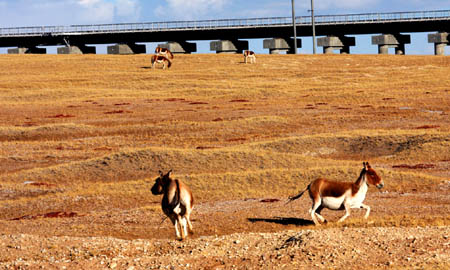  Tibetan wild asses (or kiang) eat beside the Qinghai-Tibet railway in Hol Xil, northwest China's Qinghai Province, Oct. 11, 2008. [Photo: Xinhua]