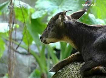 The Formosan serow is a small but agile mountain goat.