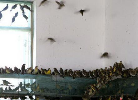Nearly 1,000 migratory birds in one room waiting for release.[photobase.cn]