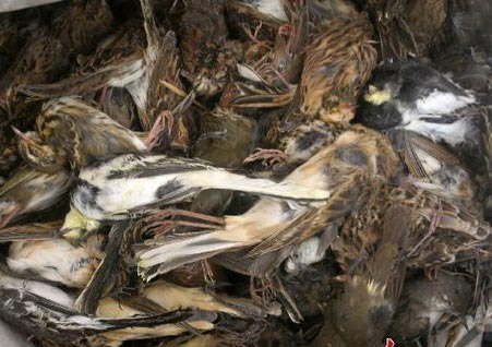 Some dead birds found on the spot. [photobase.cn]