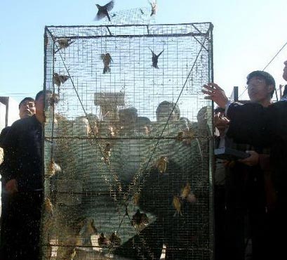 Migratory birds being set free by staff of Qinhuangdao Forestry Police Station and Wildlife Rescue and Reserve Center. [photobase.cn] 