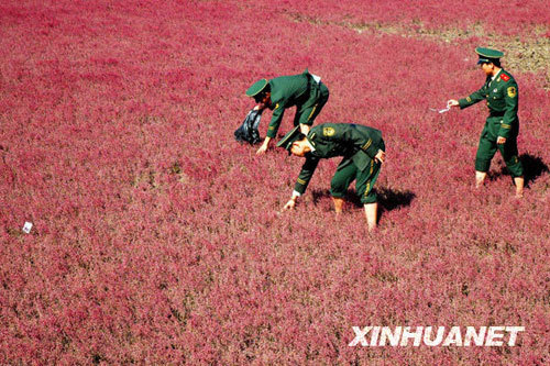 Officers from local fire brigade collect white waste at the Red Beach National Reserve in Panjin, Liaoning province during an environmental protection campaign on Monday, October 13, 2008. [Photo: Xinhua] 