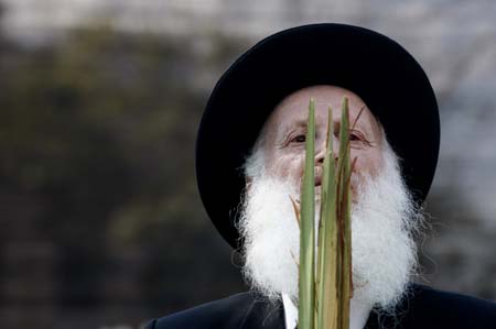 An ultra-orthodox Jew checks palm fronds for blemishes in Jerusalem's Mea Shearim neighbourhood October 12, 2008. The palm frond is used in rituals during the week-long Jewish holiday of Sukkot, which begins Monday at sundown.