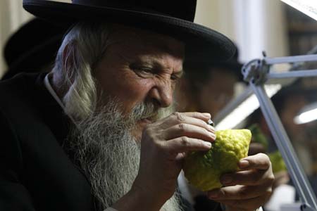 An ultra-orthodox Jew checks etrogim, a citrus fruit, for blemishes in Jerusalem's Mea Shearim neighbourhood October 12, 2008. The citrus fruit is used in rituals during the week-long Jewish holiday of Sukkot, which begins Monday at sundown.